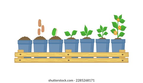 Planting plants, seedling development phases, color drawing of flowers in glasses with a pallet, on a transparent background, for design and printing.