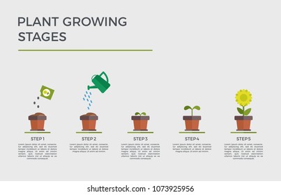 Planting process, growing plant stages, seeds, watering can, sprout and grown plant, house plant in flowerpot, plant growing stages flat vector illustration