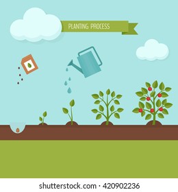 Planting process infographic. Growth stages. Steps of plant growth. Flat design, vector illustration.