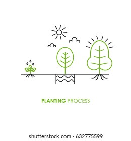 Planting process infographic. Steps of plant growth in trendy linear style. Vector illustration.