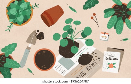 Planting, replanting and care about interior plants. Transplanting Pilea from one pot into another. Home gardening and horticulture. Colored flat vector illustration of houseplants cultivation