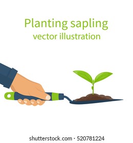 Planting sapling, concept.  Garden shovel in hands man with soil and plant. Green sprout. Vector illustration flat design. Seedling agriculture. Cultivated ground. Growth and environmental recovery.