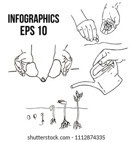 planting seed in the ground by human hands. infographics on the topic of plant