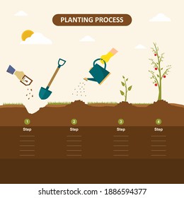 Planting seed sprout in ground. How to grow tree from the seed in the garden easy step by step. Apple tree, gardening seedling plant. Vector infographic concept of planting process in flat design