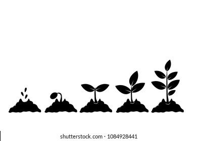 Planting Seed Sprout In Ground. Infographic Sequence Grow Sapling. Seedling Gardening Tree. Icon, Flat Isolated On White Background. Vector Illustration