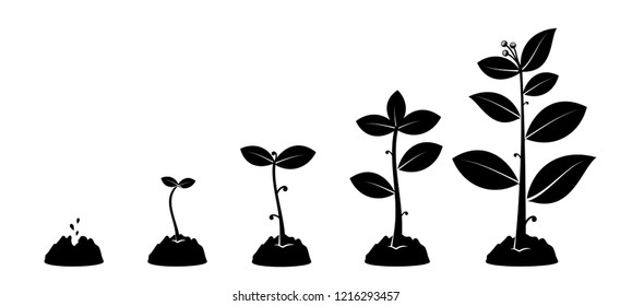 Planting seed sprout in ground. Infographic silhouette sequence grow sapling. Flat icon seedling gardening tree. Vector illustration. Isolated on white background.