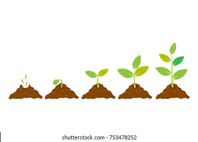 Planting seed sprout in ground. Infographic sequence grow sapling. Seedling gardening tree. Icon, flat isolated on white background. Vector illustration