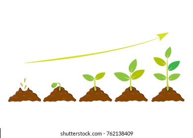 Planting seed sprout in ground. Infographic sequence grow sapling. Seedling gardening tree. Icon, flat isolated on white background. Vector illustration