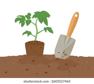 Planting seedling in soil. Tomato plant in biodegradable peat pot and shovel in vegetable garden. Vector cartoon flat illustration. 