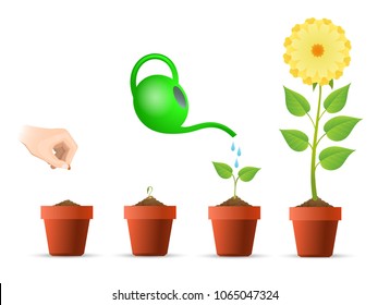 Planting stages. Plant growing phases in pot vector illustration, plantar growth processing concept