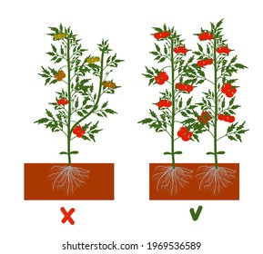 Planting tomatoes in the ground. Growing a tomato. Seedling. Disembarkation in the greenhouse. Vegetable growing technology. Horticulture.