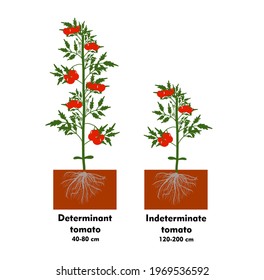 Planting tomatoes in the ground. Growing a tomato. Seedling. Disembarkation in the greenhouse. Vegetable growing technology. Horticulture. Determinant and indeterminate hybrids.