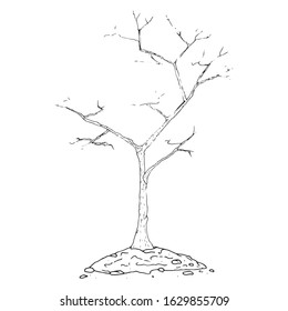 Planting a tree in the ground icon. Vector illustration of an autumn bush, tree planting. Hand drawn young tree planted in the ground.