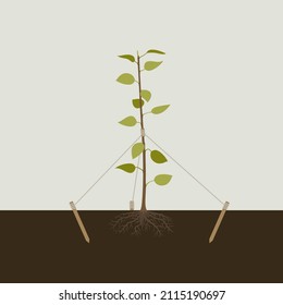 Planting the tree in the ground and tying it to stakes.