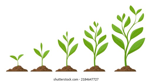 Planting tree infographic. Phases plant growing. Sprout, plant, tree growing agriculture. Seeds sprout in ground vector - Shutterstock ID 2184647727