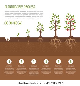 Planting tree process infographic. Apple tree growth stages. Steps of plant growth. Business concept. Flat design, vector illustration.