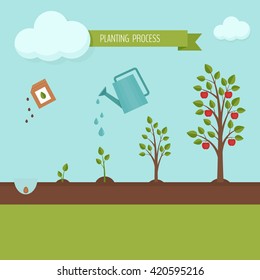 Planting tree process infographic. Flat design, vector illustration.