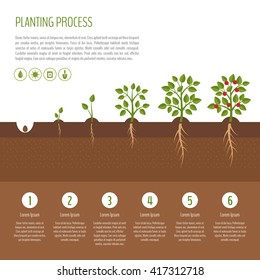 Planting tree process infographic. Tree growth. Bush vegetables growth stages.  Steps of plant growth. Business concept. Flat design, vector illustration.