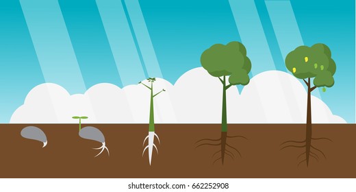 Planting tree process info-graphic. Tree growth. 