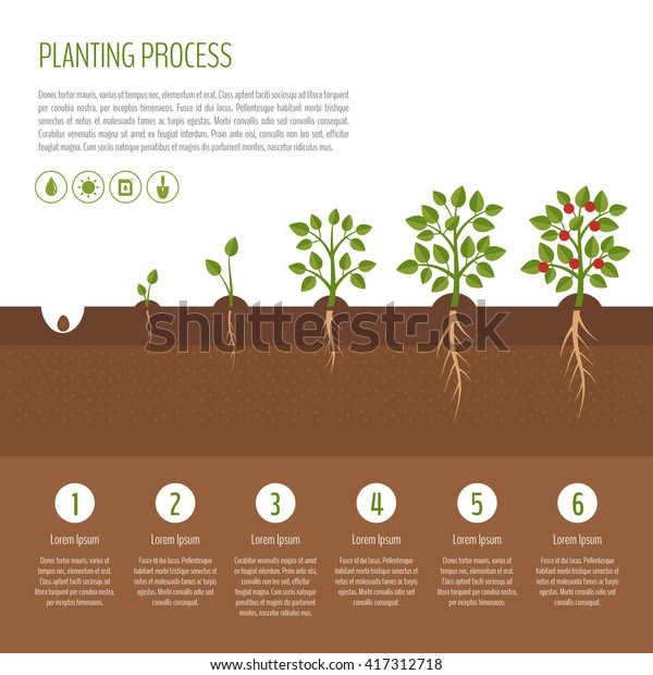 植物の木のプロセス情報グラフィック 木の成長 野菜の生育段階 植物の成長のステップ ビジネスコンセプト フラットデザイン ベクターイラスト のベクター画像素材 ロイヤリティフリー