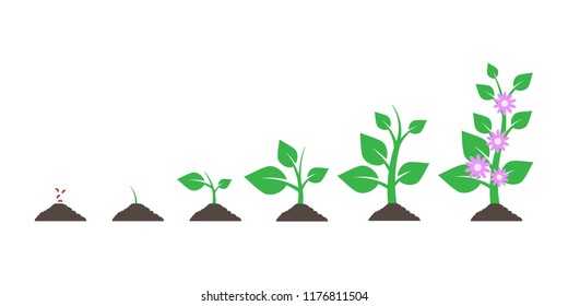 Planting tree. Seedling gardening plant. Seeds sprout in ground isolated on white background. Vector illustration. Eps 10.