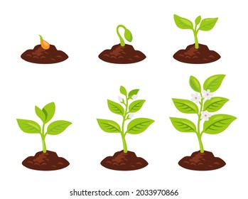 Planting tree vector. Seeds sprout in ground. Plant grows