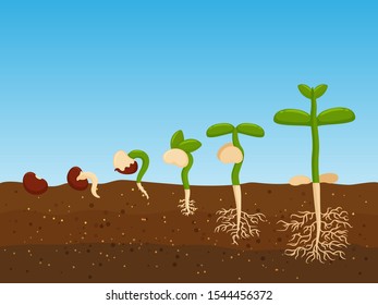 Planting trees from agricultural seeds. Growth stage of plant seedlings in fertile soil.