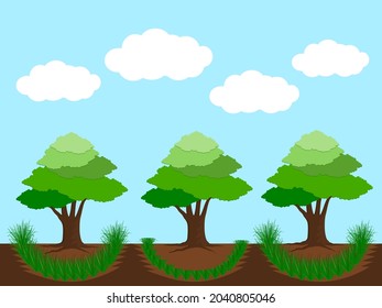 Planting vetiver grass around the mud of the trees.