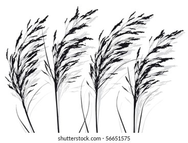 plants