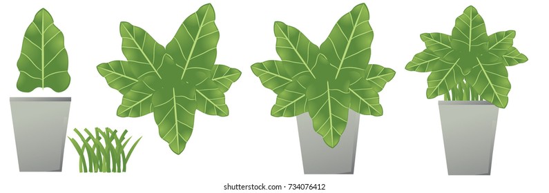 plants