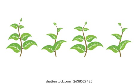 Plants 3: Vector plants design, Abstract leaves in flat style.