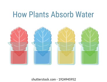 Plants absorb water experiment vector illustration. Basic science experiment for kid. Plants change colors experiment. 