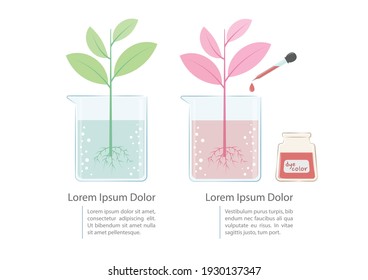 Plants absorb water experiment vector illustration. Basic science experiment for kid. Plants change colors experiment. Science infographic diagram illustration. Preschool education.