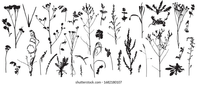 Plants, bare wild weeds, big set of silhouettes. Vector illustration.