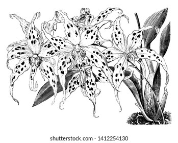 Plants bloom in the spring with wide flowers. Flowers are milk white with deep purplish violet dark spots on the sepals and petals. Sepals and petals are white, lip is white with a yellow patch