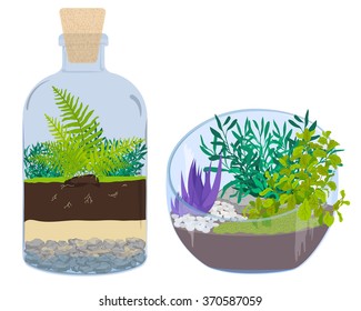 Plants in bottles. Terrariums with tree.