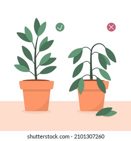 El concepto de cuidado de las plantas en un estilo plano. Se está cuidando de una planta de limpieza en macetas y se está muriendo de una maceta sin cuidado ni riego. Ilustración vectorial de corte.