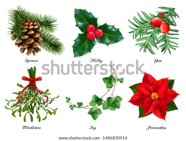 クリスマスの飾り付けに植物 スプルース ホリー イチイ ヤドリギ ツタ ポインセチア 3dのリアルなベクトルセット のベクター画像素材 ロイヤリティフリー