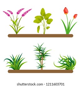 Plants Collection, flower and grass elements