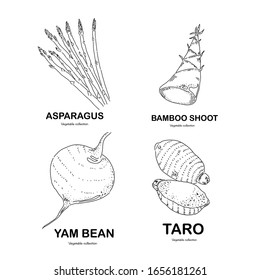 Diseño conceptual de plantas de vectores. Estilo Doodle. Conjunto de plantas.