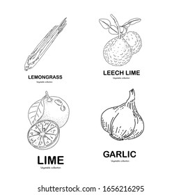 Plants concept design of vector. Doodle style. Set of plant.