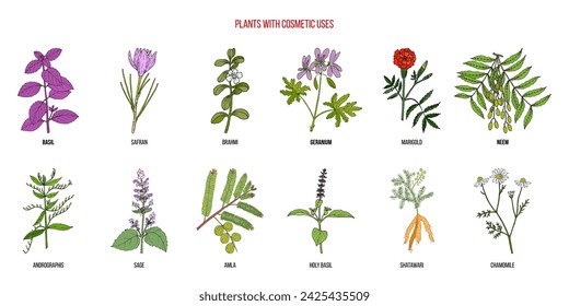 Plants with cosmetic uses, vector collection. Hand drawn botanical illustration
