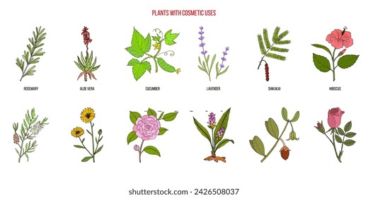 Pflanzen mit kosmetischen Anwendungen, Vektorsammlung. Handgezeichnete botanische Illustration