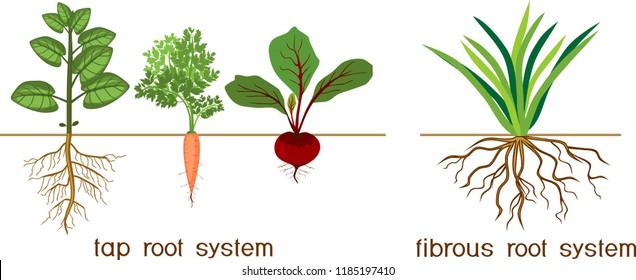 Plants with different types of root systems: tap and fibrous root systems