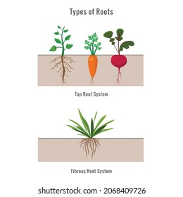 3,014 Types of plant roots Images, Stock Photos & Vectors | Shutterstock