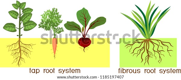 Plants Different Types Root Systems Tap Stock Vector (Royalty Free ...