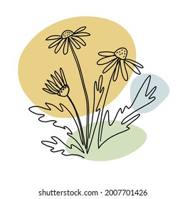 Plants are drawn with one line. Illustration of a chamomile bush with flowers and leaves. Abstract colored spots on the background. Modern minimalist style.