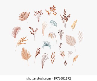 Plants, dry palm leaf, flowers and branches collection