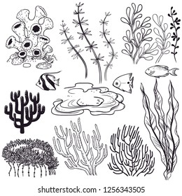 Plants and fish of a coral reef. Vector hand drawn illustration