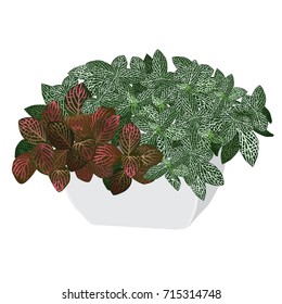 Plants fittonia silvery (Fittonia argyroneura) and Vershaffelt's fittonia (Fittonia Verschaffeltii) in a pot, the color vector image on a white background